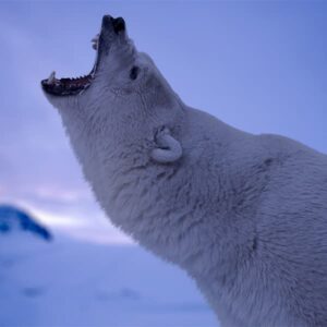 Polar Bear ‍❄️