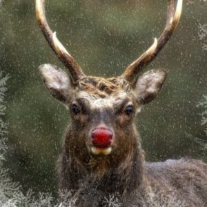 Rudolph, the red nosed reindeer